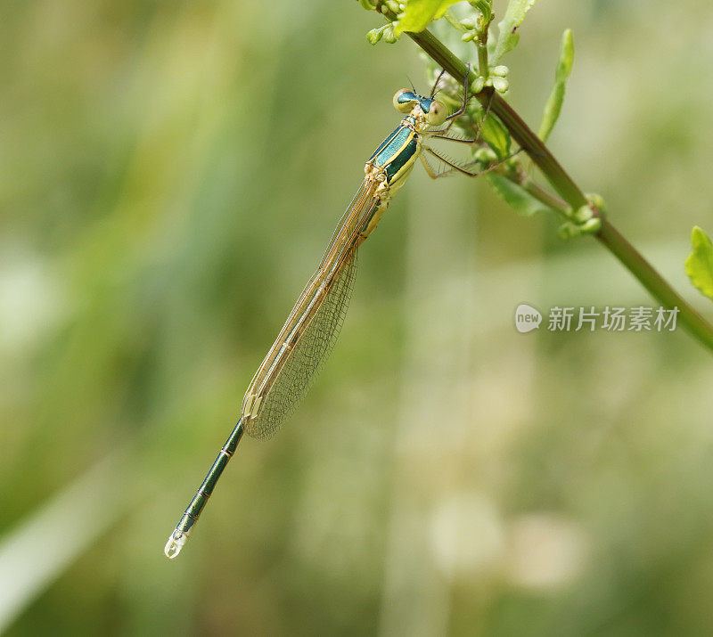 南方翡翠豆娘(Lestes barbarus)雄性